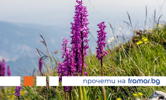 Съни салеп